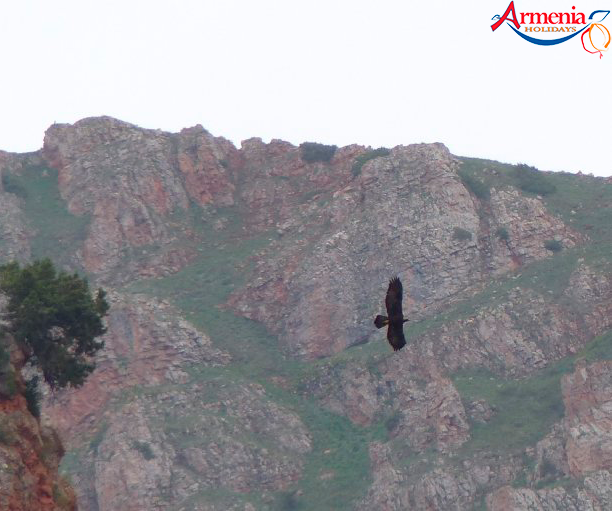bird-watching tour in Armenia